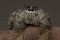 Nahaufnahme einer springenden Spinne auf einem Blatt, selektiver Fokus — Stockfoto
