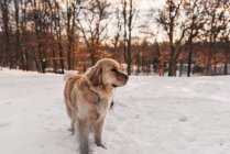 Golden retriever cão de pé na neve — Fotografia de Stock