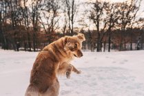 Золотистая собака-ретривер играет в снегу — стоковое фото