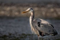 Portrait of a heron standing by a lake, blurred background — Stock Photo