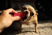 Frau mit Spielzeug spielt mit ihrem Chihuahua-Hund — Stockfoto