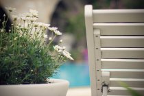 Chaise en bois à côté d'un pot de plantes avec marguerites — Photo de stock
