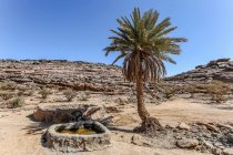 Пальмові дерева і скелі басейн пустельними ландшафтами, Саудівська Аравія — стокове фото