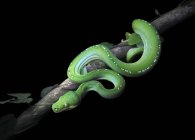 Python vert sur une branche, fond noir — Photo de stock