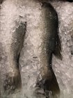 Primer plano del pescado fresco sobre hielo en un mercado - foto de stock