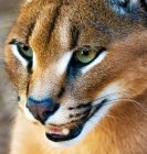 Portrait of a Caracal snarling, South Africa — Stock Photo