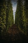 Scenic view of Field of hops, Serbia — Stock Photo