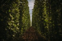 Scenic view of Field of hops, Serbia — Stock Photo
