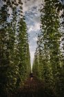 Femme courant à travers un champ de houblon, Serbie — Photo de stock