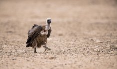 Primo piano ritratto di un avvoltoio su terreno sfocato — Foto stock