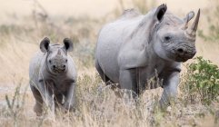 Жінка носорога з її теля носоріг, Національний парк Етоша, Намібія — Stock Photo