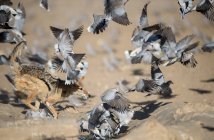Chacal perseguindo pássaros em um buraco de água, fundo borrado — Fotografia de Stock