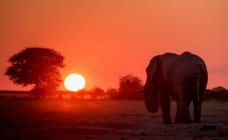 Malerischer Blick auf die majestätische Silhouette eines Elefanten bei Sonnenuntergang, Botswana — Stockfoto