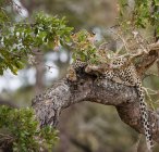 Malerischer Blick auf einen Leoparden, der in einem Baum liegt, Südafrika — Stockfoto