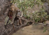 Живописный вид леопарда на дереве со свежим убийством, Национальный парк Крюгер, Южная Африка — стоковое фото
