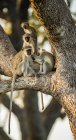 Troop of vervet monkeys sitting in a tree, South Africa — Stock Photo