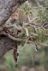 Живописный вид леопарда на дереве со свежим убийством, Национальный парк Крюгер, Южная Африка — стоковое фото