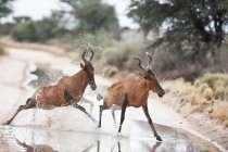 Dois hartebeests vermelhos que funcionam através de uma estrada, Kgalagadi Transborder Park, África do Sul — Fotografia de Stock