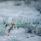 Мис - лисиця, що бавиться з мертвим щуром, Трансприкордонний парк Кгалагаді (ПАР). — стокове фото