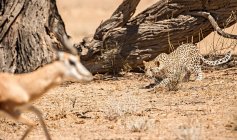 Мальовничий вид леопард переслідування антилопи, Kgalagadi транскордонне парк, Південна Африка — стокове фото