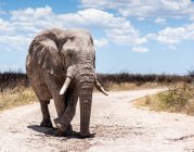 Éléphant marchant sur une route, parc national d'Etosha, Namibie — Photo de stock