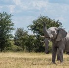 Мальовничим видом величний два слони, Nxai каструлі, Ботсвани — стокове фото