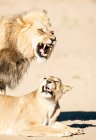 Lion and lioness mating, Kgalagadi Transfrontier Park, South Africa — Stock Photo