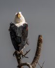 Águila pescadora africana en un árbol, fondo gris - foto de stock