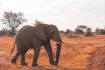 Vue panoramique de majestueux jeune éléphant taureau veau, réserve de chasse Madikwe, Afrique du Sud — Photo de stock