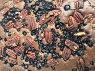 Schokoladenbrownie mit Pekannüssen und schwarzen Johannisbeeren — Stockfoto