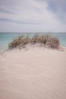 Крупный план травы, растущей на песчаной дюне, Австралия — стоковое фото