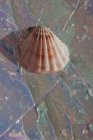 Close-up of a seashell on a shiny background — Stock Photo