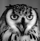 Portrait of an Owl, extreme closeup view — Stock Photo