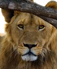 Retrato de un león bajo un árbol, Sudáfrica - foto de stock