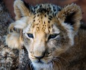 Portrait of a lion cub closeup, blurred background — Stock Photo