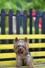 Close-up vista de Yorkshire cão terrier sentado em um banco — Fotografia de Stock