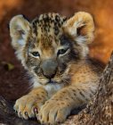 Portrait of a lion cub, blurred background — Stock Photo