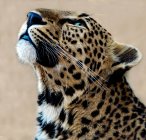 Retrato de un leopardo mirando hacia arriba, fondo borroso - foto de stock