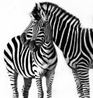 Portrait of a zebra with her foal, South Africa — Stock Photo