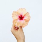 Die Hand einer Frau hält eine Hibiskusblüte, Seychellen — Stockfoto