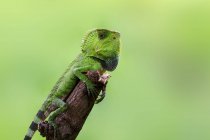 Green lizard on a branch, closeup view, selective focus — Stock Photo