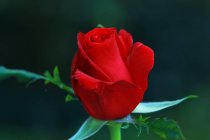 Nahaufnahme einer roten Rose auf verschwommenem Hintergrund — Stockfoto