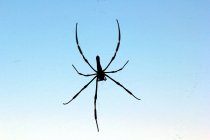 Silhueta de uma aranha em uma teia de aranha, tiro macro de foco seletivo — Fotografia de Stock