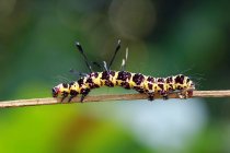 Монархічна гусениця на рослині на розмитому тлі — стокове фото