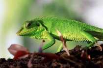 Lizard crawling on a tree, blurred background — Stock Photo