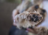 Nahaufnahme der Pfote eines Yorkie-Hundes vor verschwommenem Hintergrund — Stockfoto