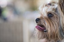 Retrato de un perro yorkie sobre fondo borroso - foto de stock
