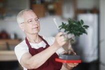 Mujer de pie en la cocina atendiendo a una planta de bonsái - foto de stock