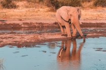 Elefante che beve da una pozza d'acqua, Madikwe Game Reserve, Sudafrica — Foto stock