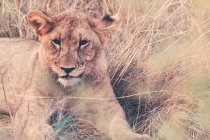 Portrait of beautiful lion relaxing at safari — Stock Photo